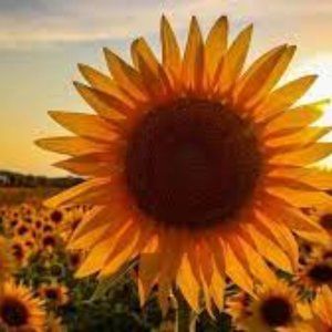 Meet your Posher, Christie